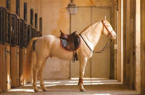 hermes giovane|hermes saddles.